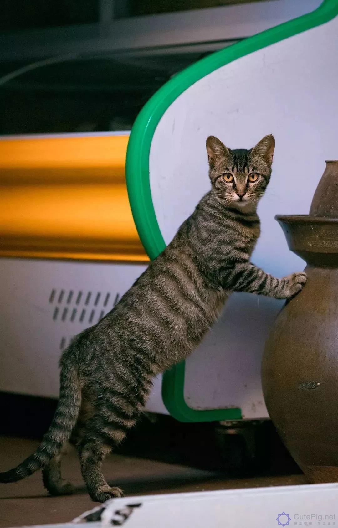 中国拍猫第一人：被央视点赞，走遍全国拍猫6年，拍下4万多张“猫片”，网友：太治愈了插图22