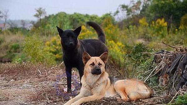 世界上最护主的5种狗，第一名属于中国，对主人那是用命在保护