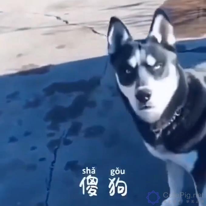 别以为狗听不懂人话