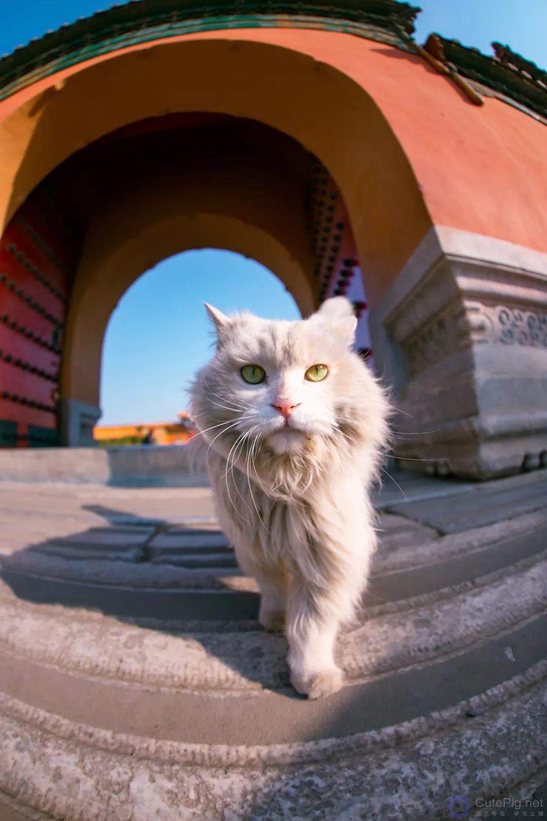 中国拍猫第一人：被央视点赞，走遍全国拍猫6年，拍下4万多张“猫片”，网友：太治愈了