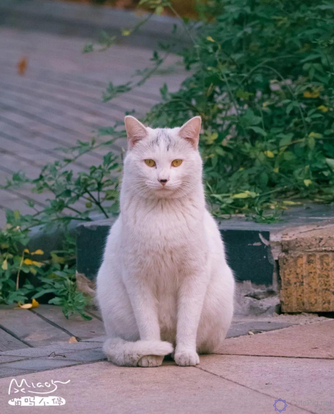 中国拍猫第一人：被央视点赞，走遍全国拍猫6年，拍下4万多张“猫片”，网友：太治愈了