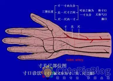 教你把脉，最全动图并心法口诀！