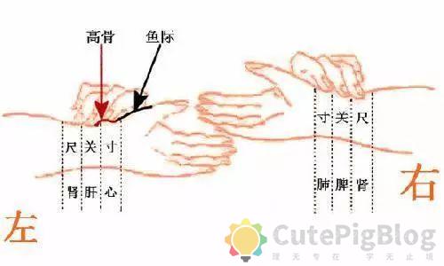 教你把脉，最全动图并心法口诀！插图4